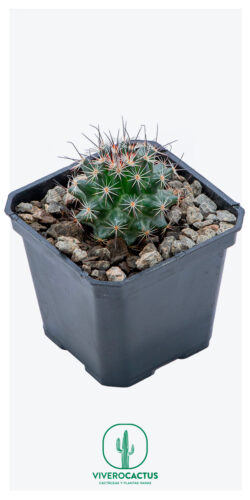 Mammillaria grusonii 3"