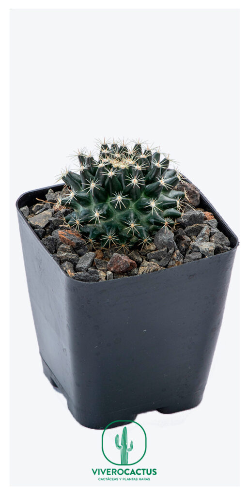 Mammillaria heyderi ssp gaumerii 4″ – Vivero Cactus