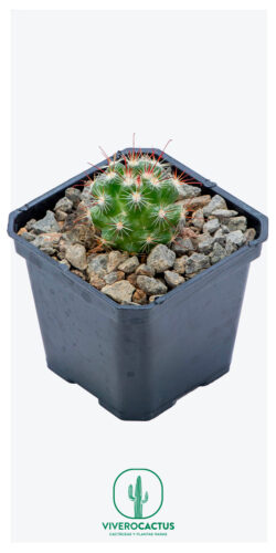 Mammillaria limonensis 3"