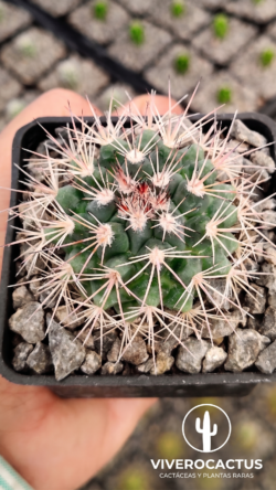 Mammillaria miegiana 3"
