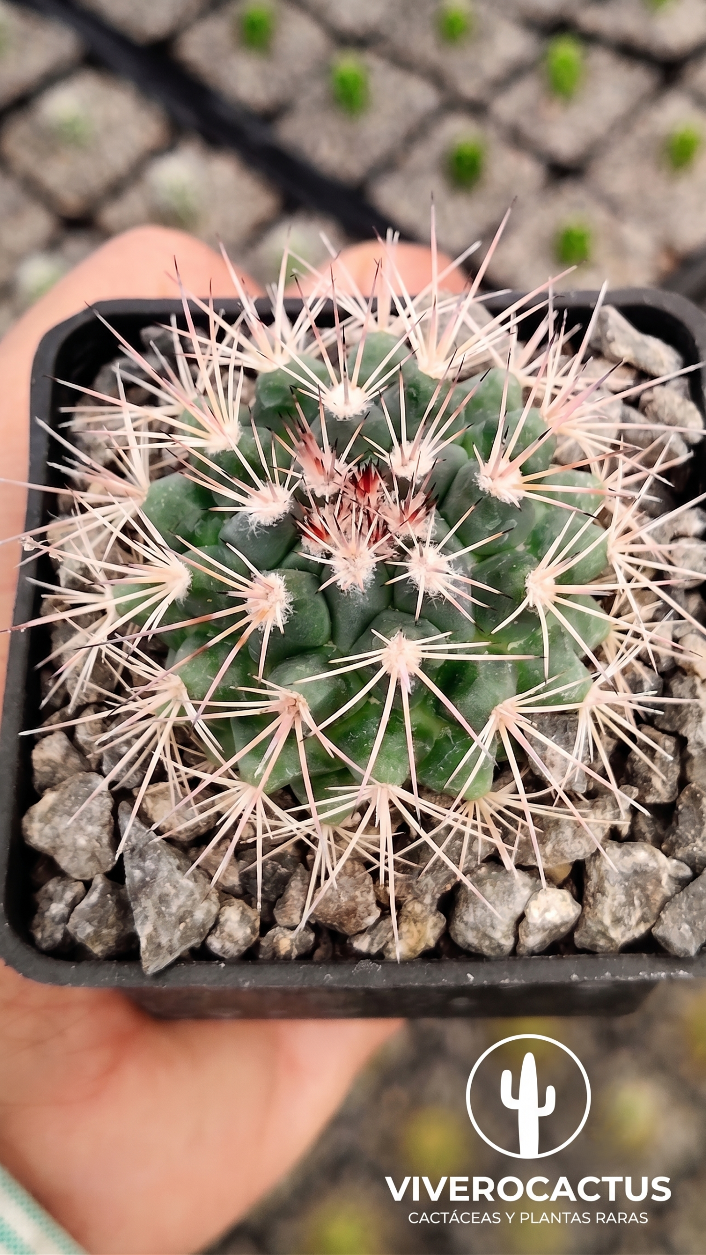 Mammillaria miegiana 3"