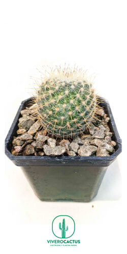 Mammillaria muehlenpfordtii 3"