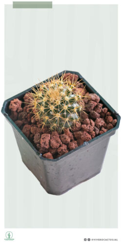 Mammillaria nivosa 3"