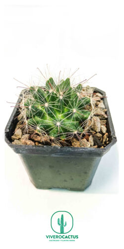 Mammillaria zephyranthoides 3"