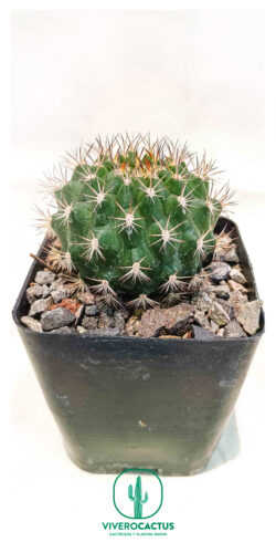 Matucana intertexta 4"