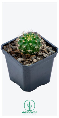 Matucana intertexta 3"