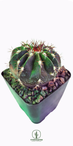 Melocactus amoenus 4"