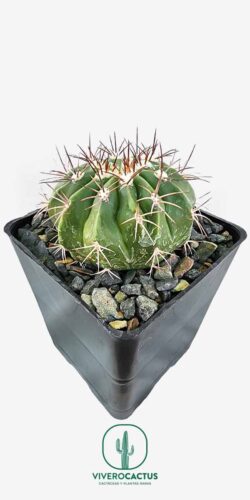 Melocactus amoenus 5"