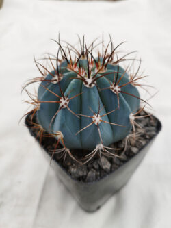 Melocactus azureus 4"