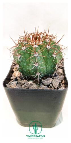Melocactus matanzanus 4"