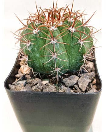 Melocactus matanzanus 4"