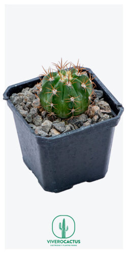 Melocactus matanzanus 3"