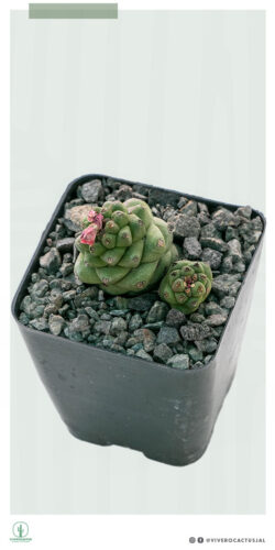 Monadenium rittcheii 4"