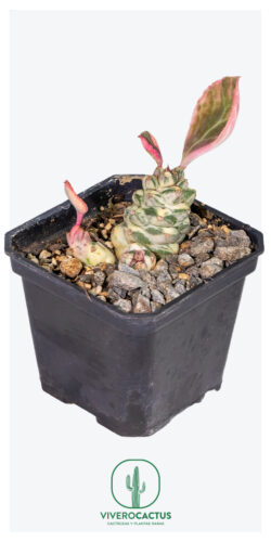 Monadenium rittcheii variegada 3"