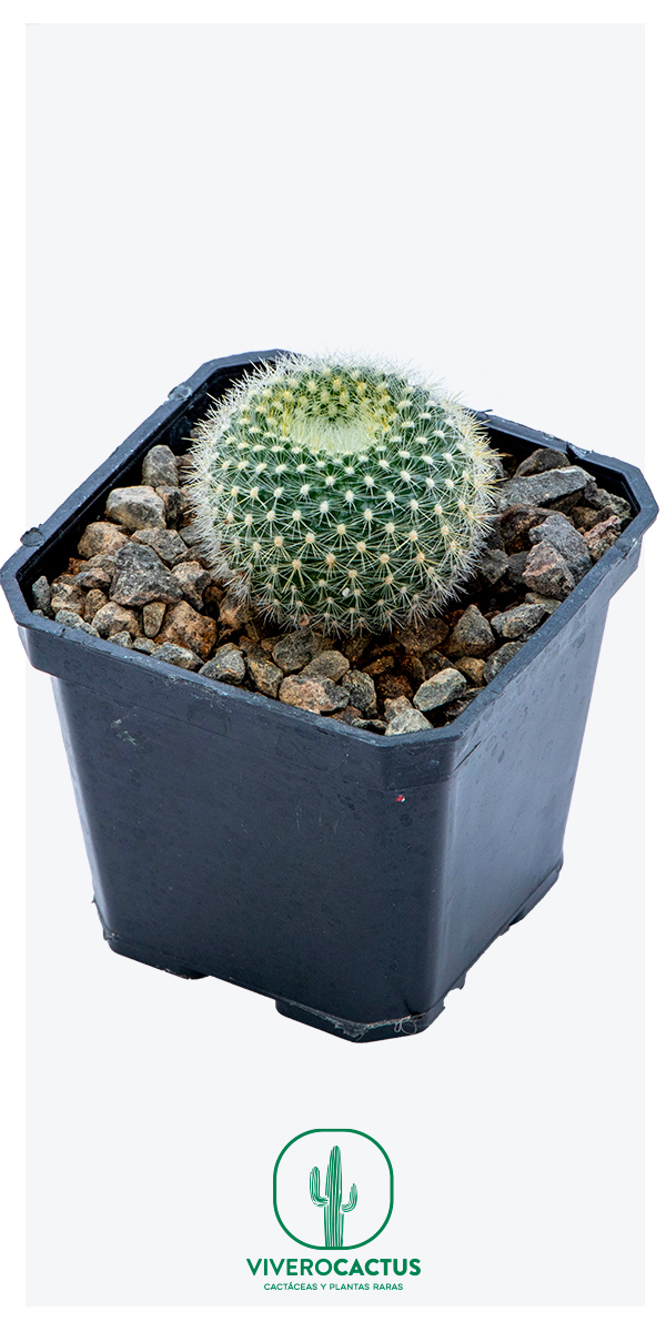 Notocactus haselbergii 3"