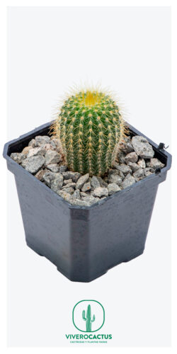 Notocactus leninghausii 3"