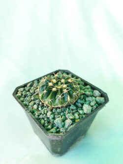 Notocactus tephracanthus = sellowii 3"