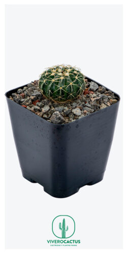 Notocactus tephracanthus = sellowii 4"