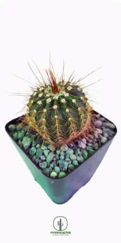 Notocactus warasii nigrispinus 4"