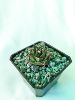 Obregonia denegrii 3"