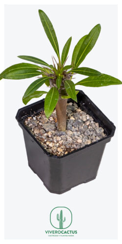 Pachypodium lamerii 3"