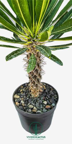 Pachypodium lamerii  6"