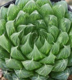 Haworthia cooperii var cooperii      6"