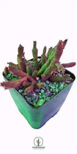 Stapelia schinzii var angolensis 4"