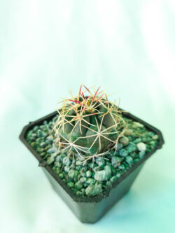 Thelocactus hexaedrophorus 3"