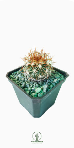 Turbinicarpus horripilus 3"