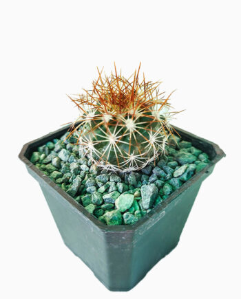 Turbinicarpus horripilus 3"