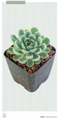 Echeveria elegans 4"