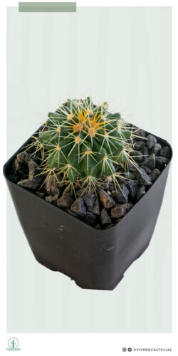 Echinocactus grusonii 4"