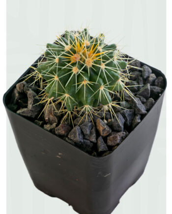 Echinocactus grusonii 4"