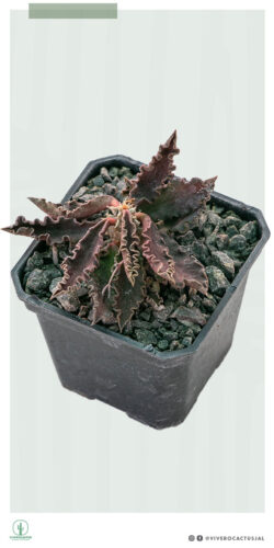 Euphorbia decaryii 3"