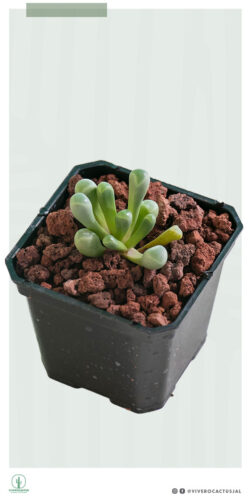 Fenestraria auriantiaca 3"