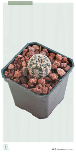 Gymnocalycium bruchii 3"