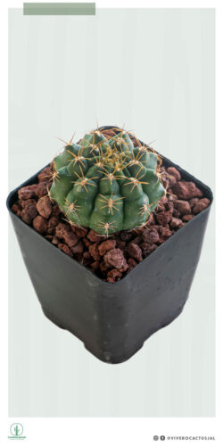 Gymnocalycium damsii 4"