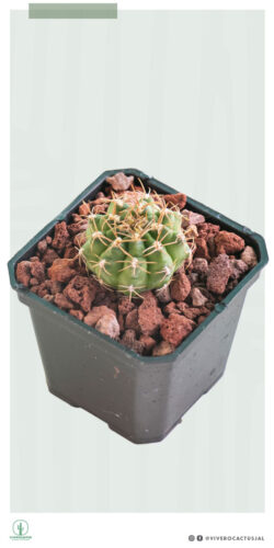 Gymnocalycium damsii 3"