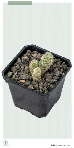 Mammillaria gracilis 3"