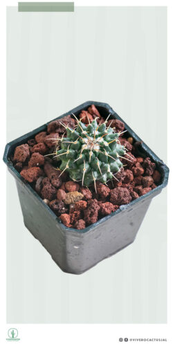 Mammillaria amajacensis 3"