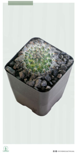 Mammillaria bocasana 3"