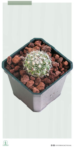 Mammillaria evermaniana 3"