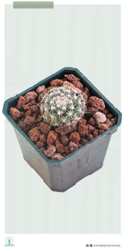 Mammillaria heyderi ssp gaumerii 3"