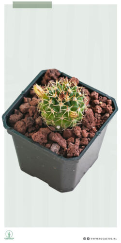 Mammillaria karwinskiana 3"