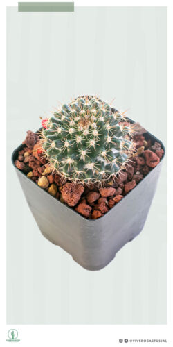 Mammillaria mammillaris 4"