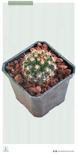 Mammillaria mammillaris 3"