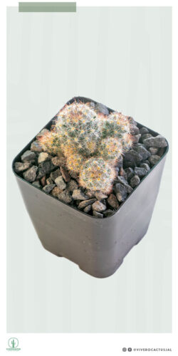 Mammillaria prolifera 4"