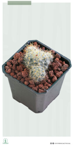 Mammillaria prolifera 3"