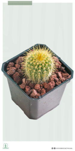 Notocactus warasii 3"